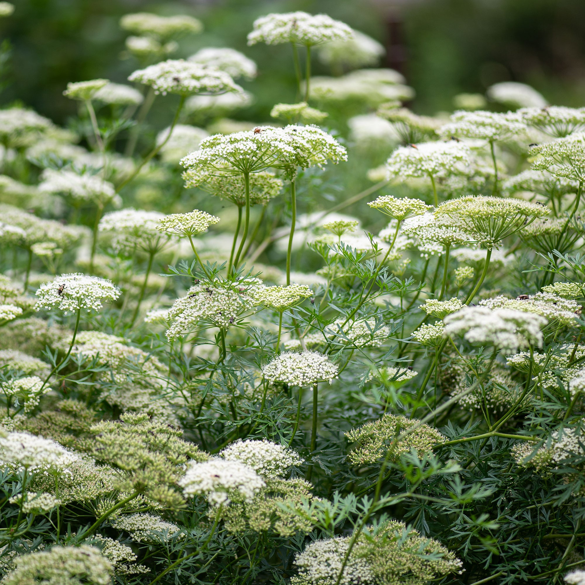 Baltic Parsley