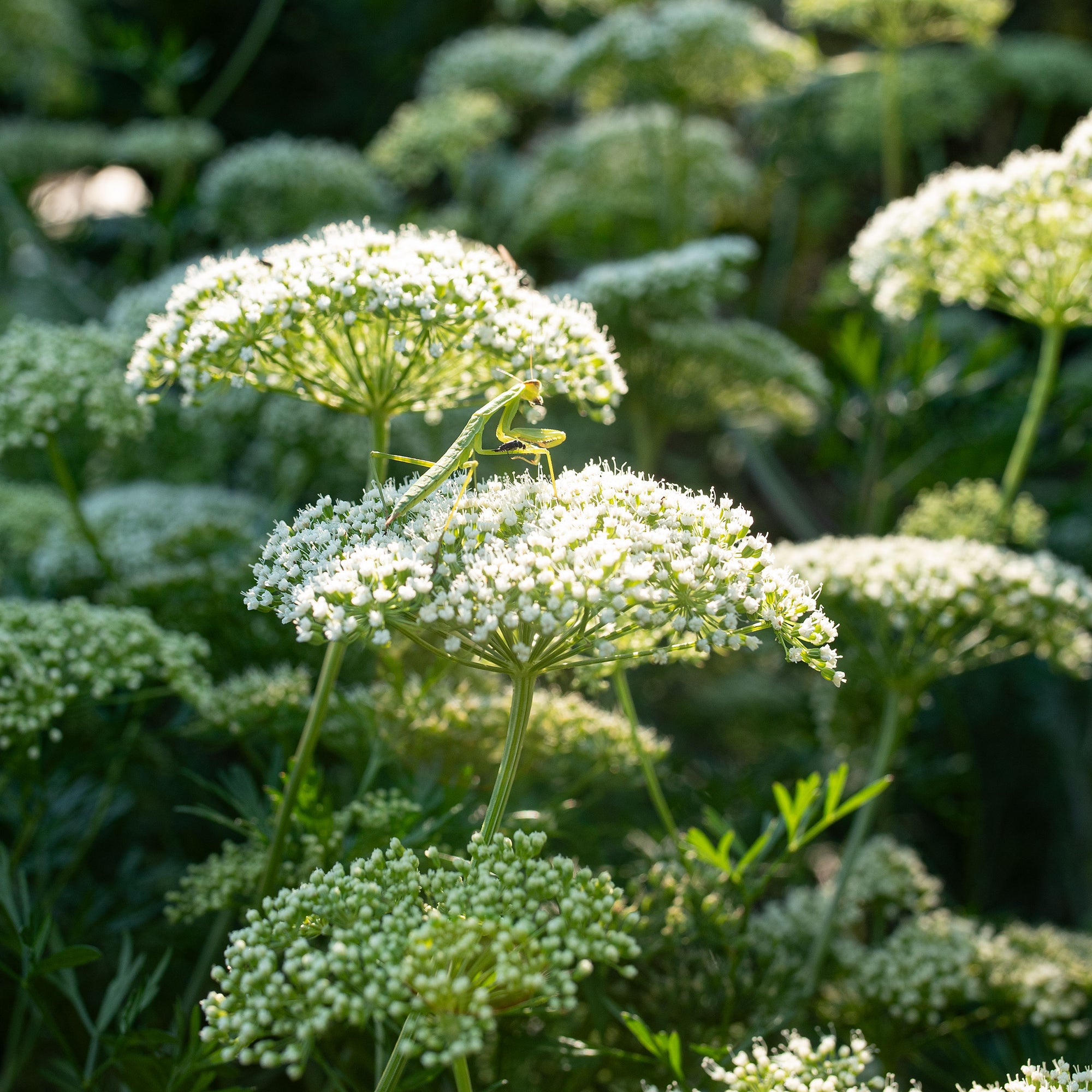 Baltic Parsley