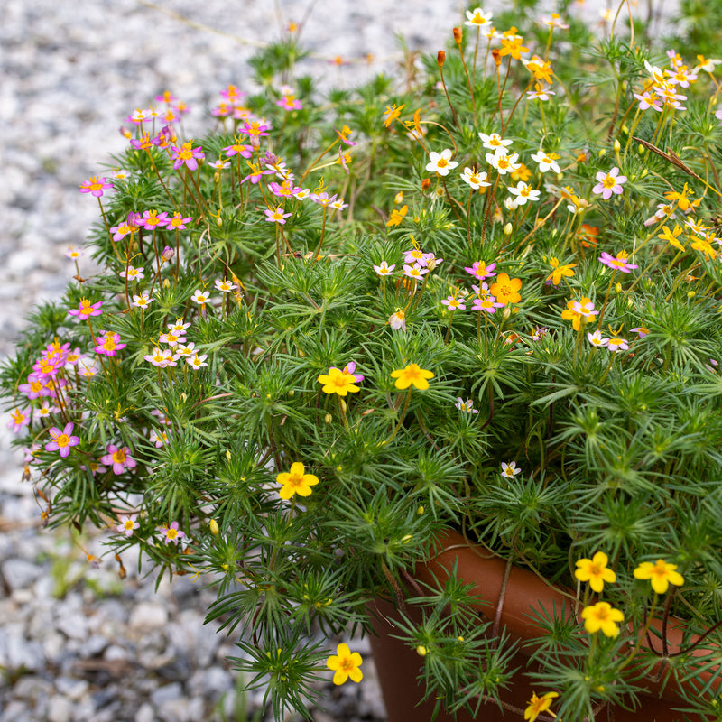 
  



Leptosiphon 'French Hybrids'
