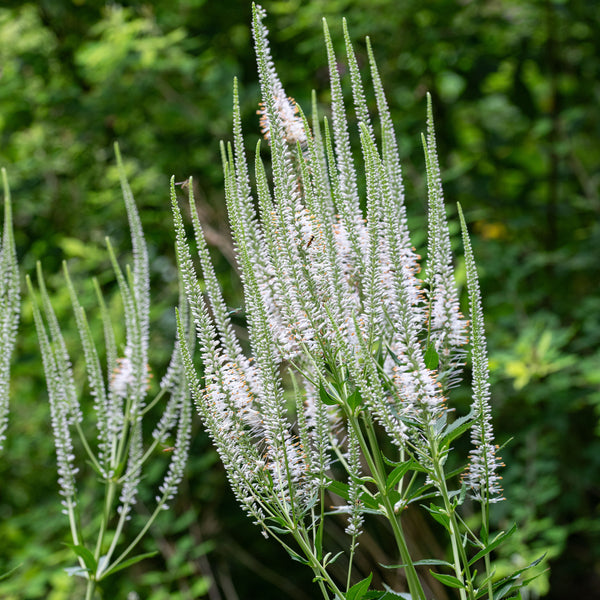 
    



Culver's Root
