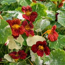 Nasturtium 'Velvet Troika'