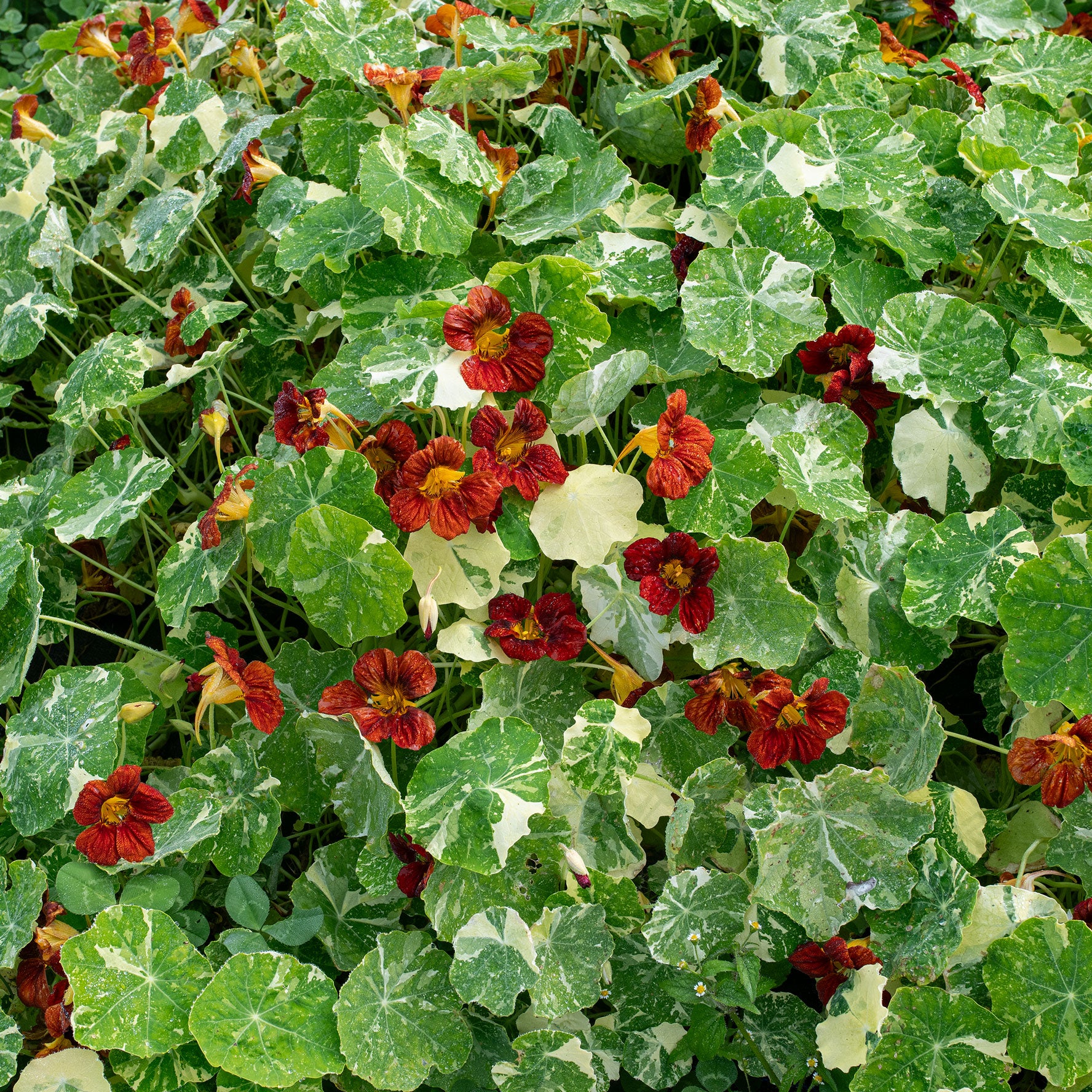 Nasturtium 'Velvet Troika'
