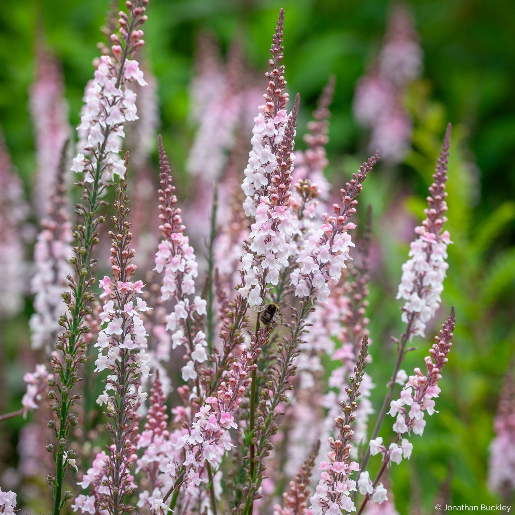 Linaria 'Canon J. Went'