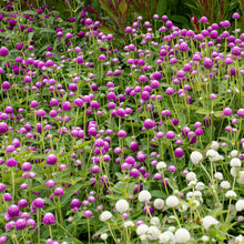 Globe Amaranth 'Audray Bicolor Rose'