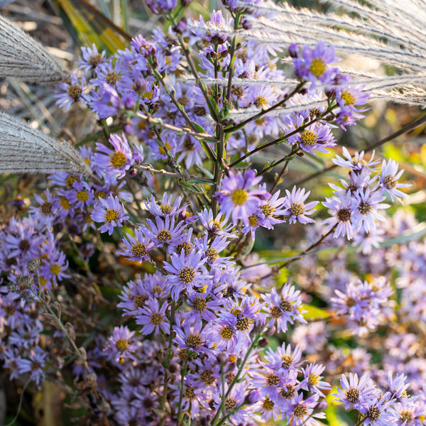 
    



Tatarian Aster
