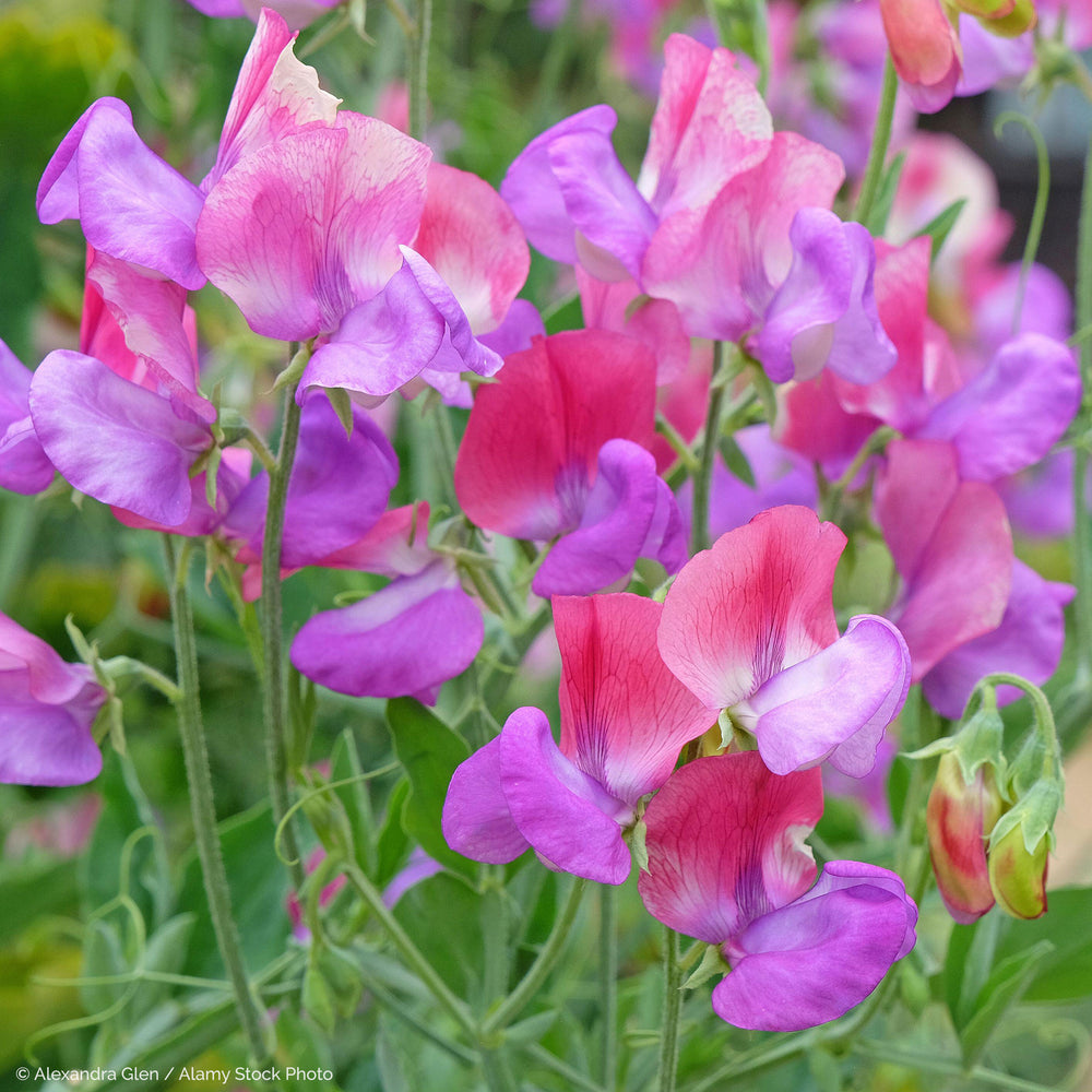 Sweet Pea 'Fire and Ice' Organic