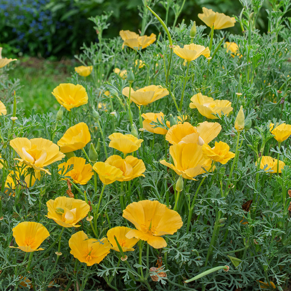 California Poppy 'Butter Bush'