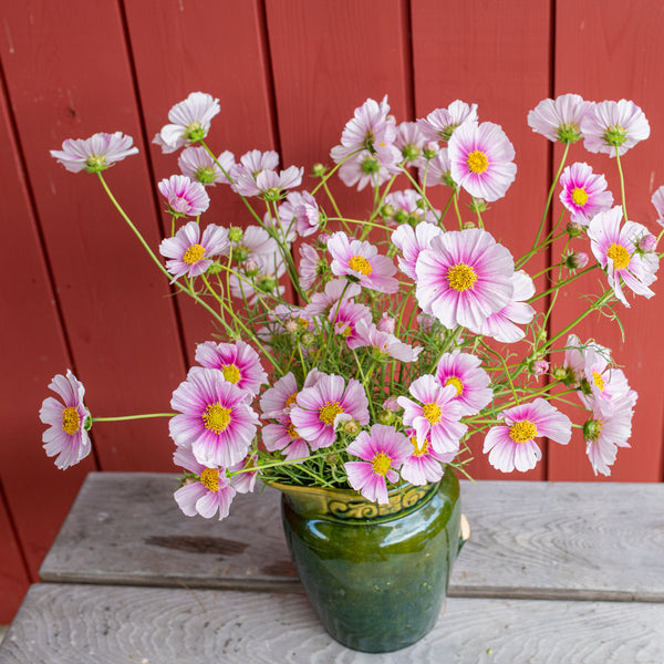 
    



Cosmos 'Hinomaru'
