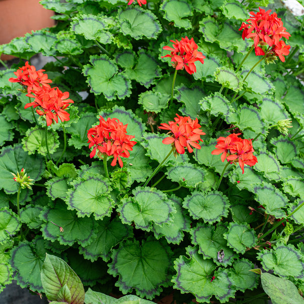 
    



Geranium 'Distinction' 
