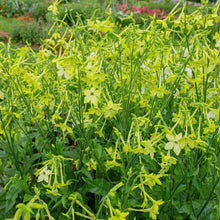 Tobacco 'Mojito'