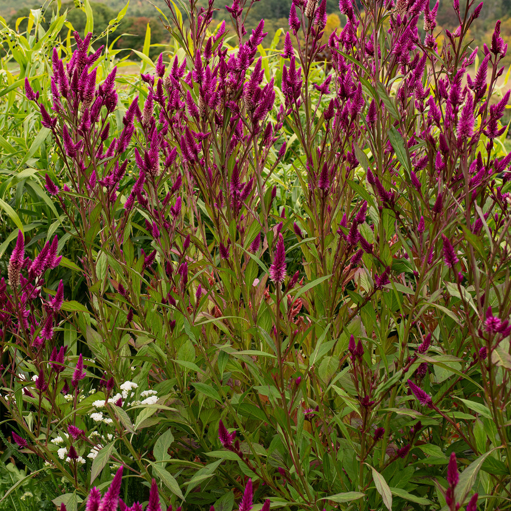 Celosia 'Roseberry Parfait'