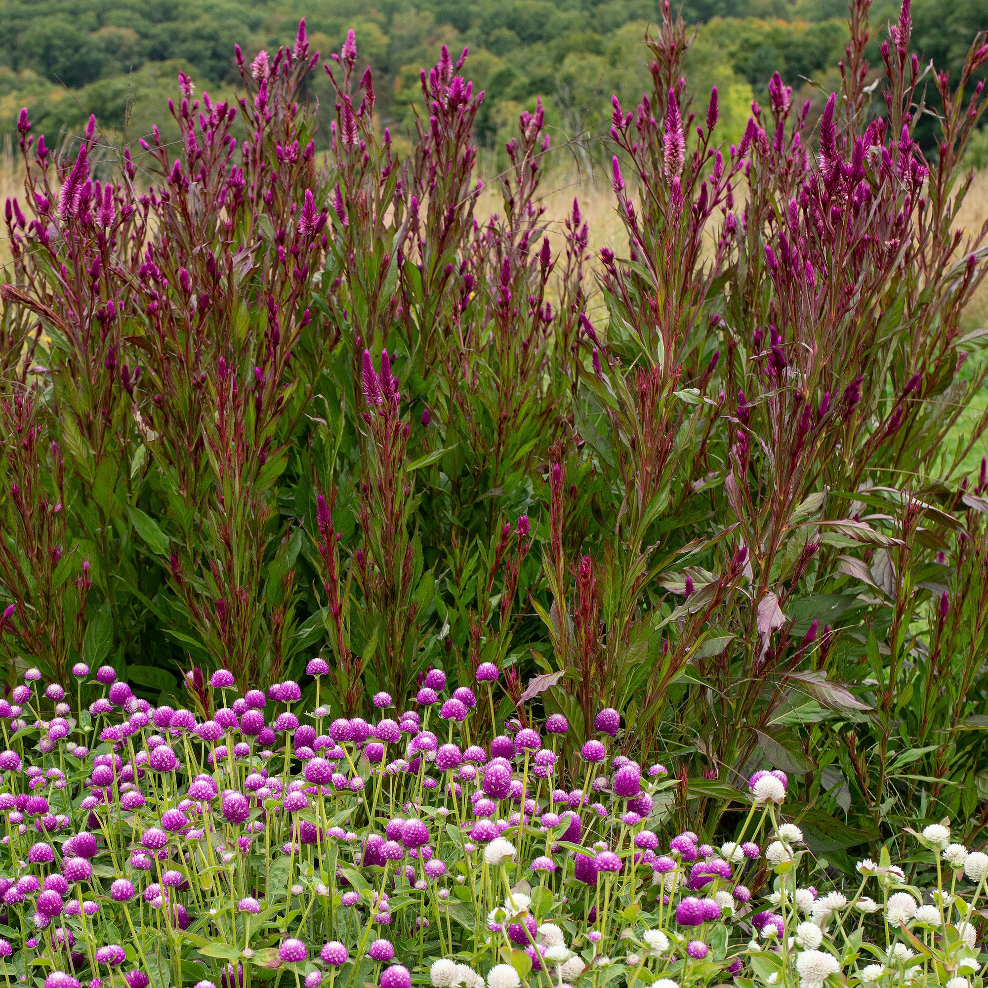 Celosia 'Roseberry Parfait'