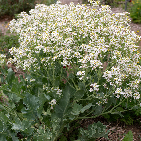 Sea Kale