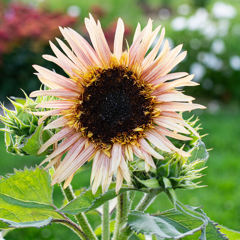 
  



Sunflower 'Astra Rose'
