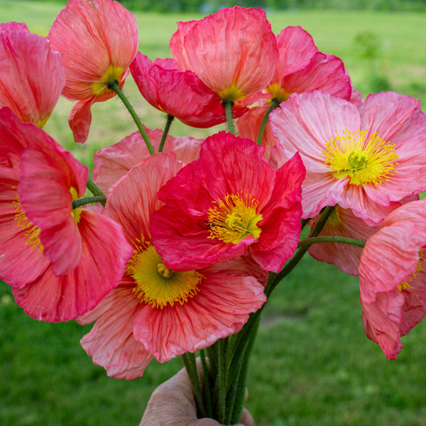 Poppy - Iceland 'Champagne Bubbles Pink' F1