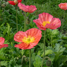 Poppy - Iceland 'Champagne Bubbles Pink' F1
