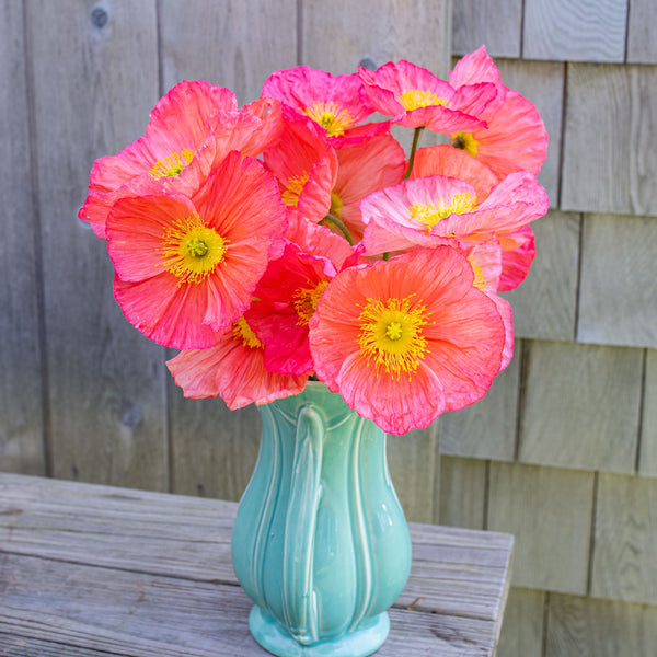 
    



Poppy - Iceland 'Champagne Bubbles Pink' F1 

