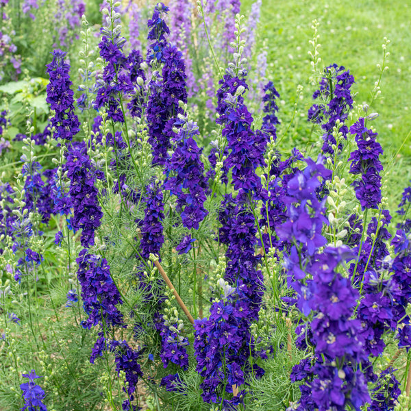
    



Larkspur 'QIS® Dark Blue'

