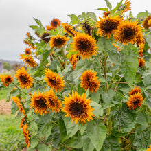 Sunflower 'Darjeeling'