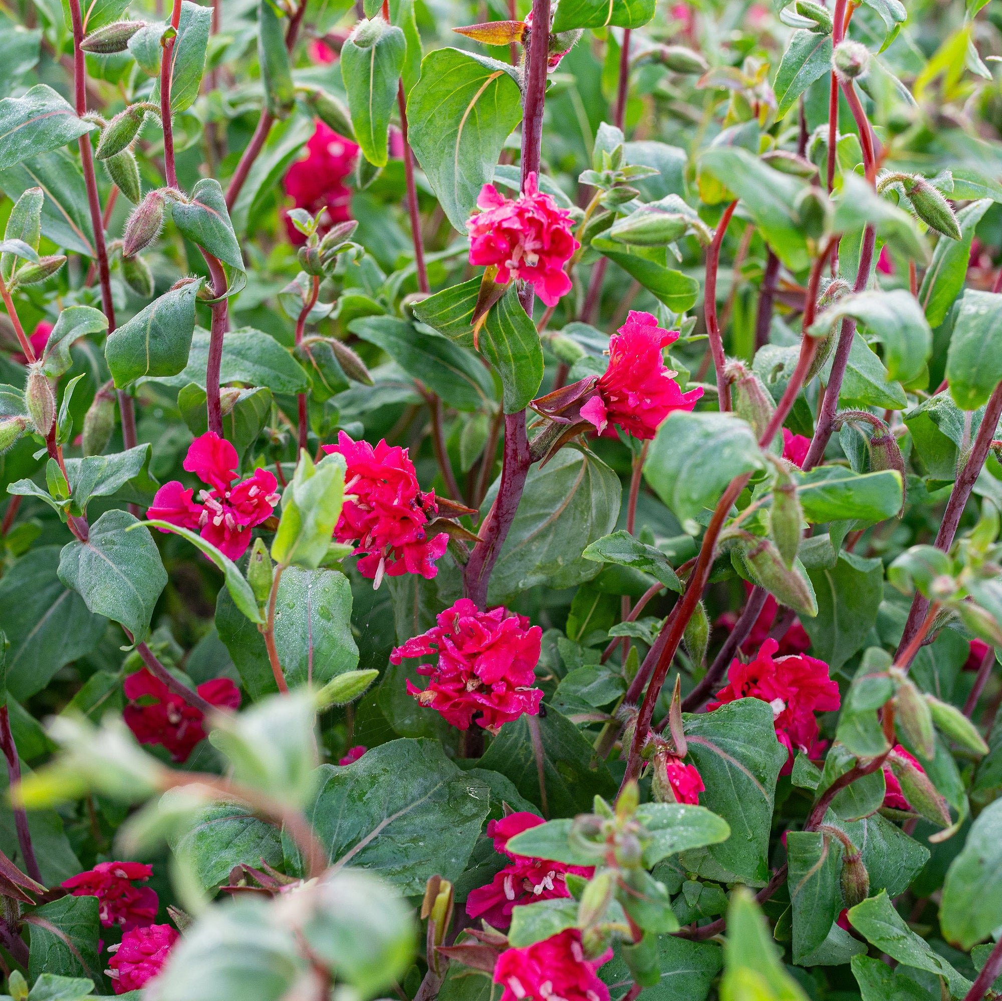 Clarkia 'Ruby'