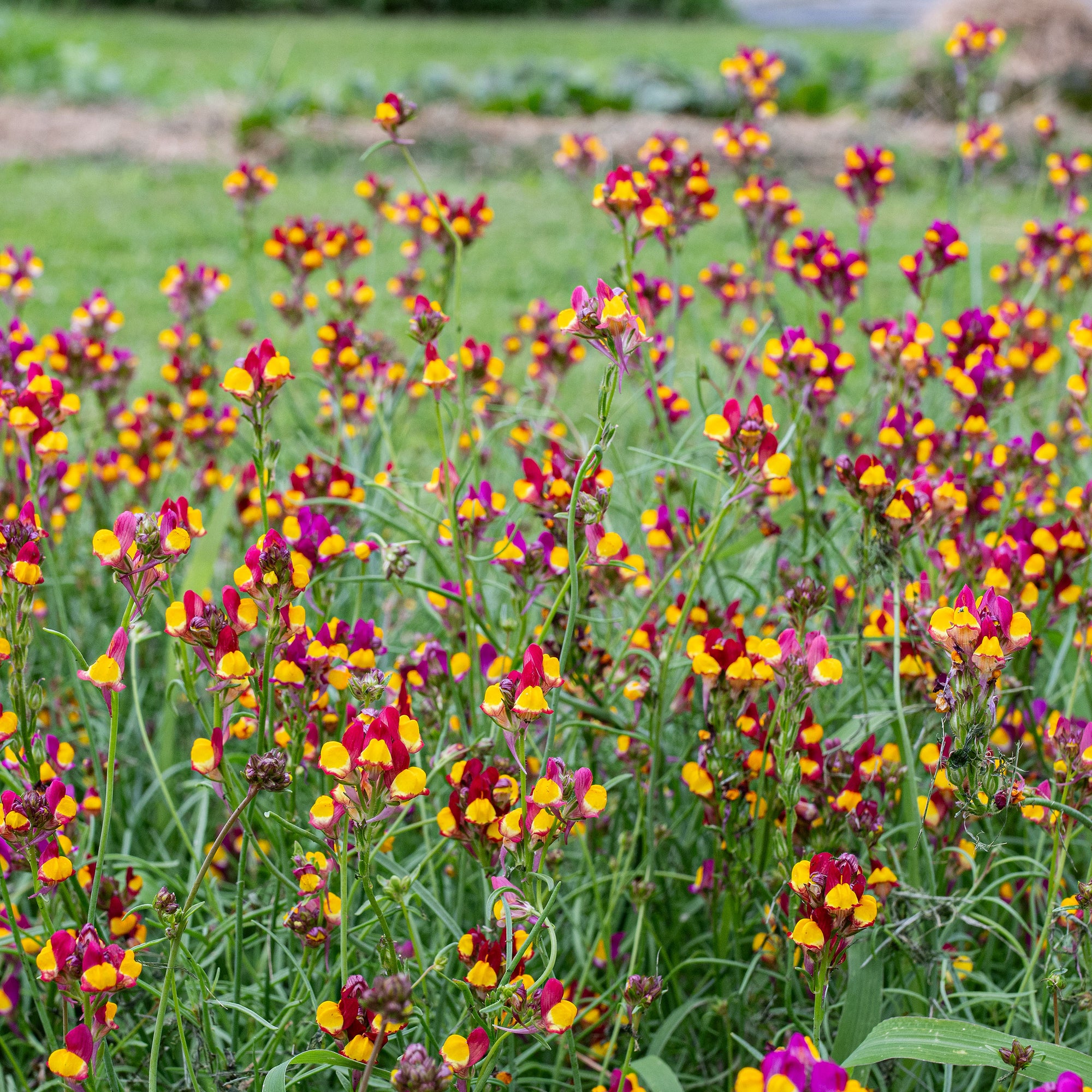 Linaria 'Flamenco'