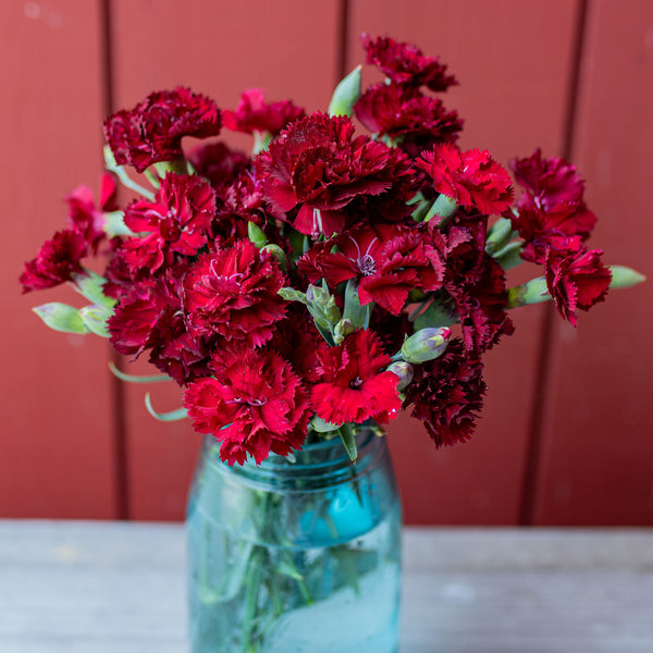 
    



Carnation 'Chabaud Giants Nero'

