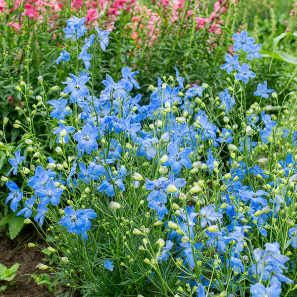 
    



Delphinium 'Cheer Blue' F1
