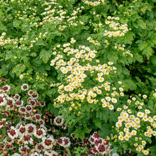 Feverfew 'Orinoco'