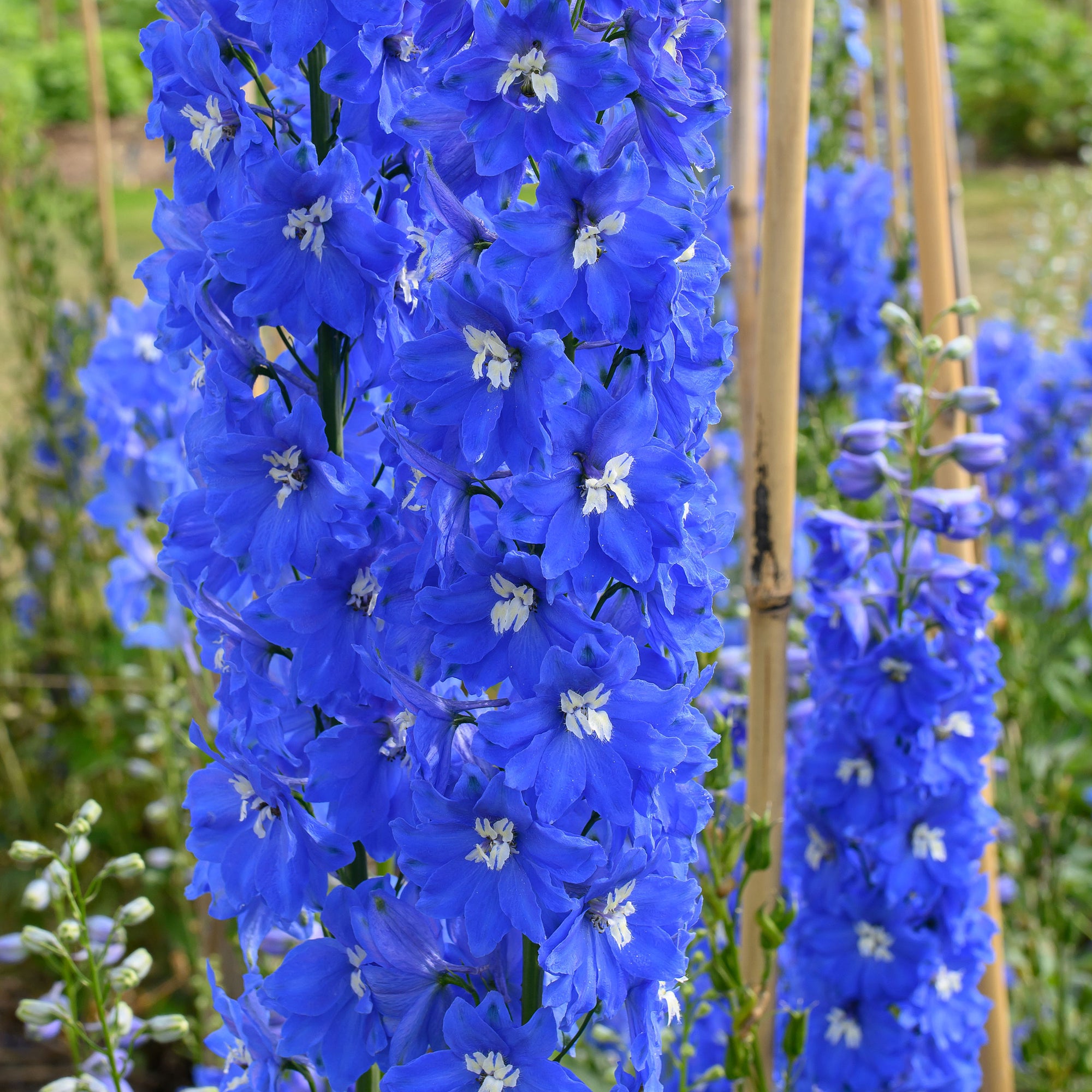 Delphinium 'Triton Dark Blue' F1