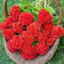 Celosia 'Chief Persimmon'
