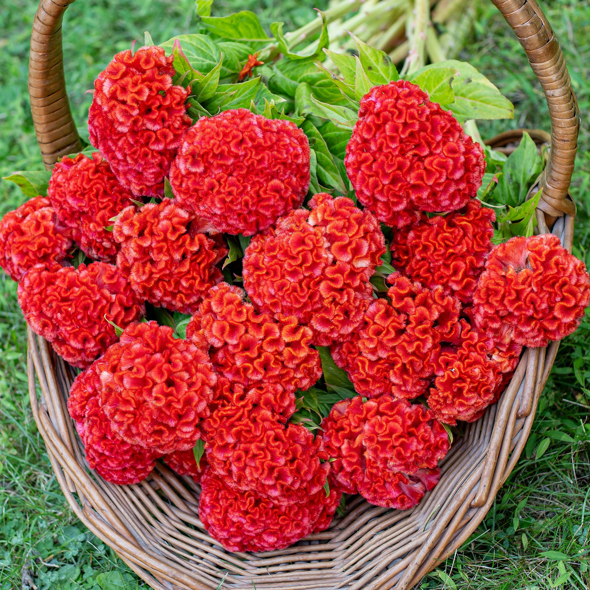 Celosia 'Chief Persimmon'