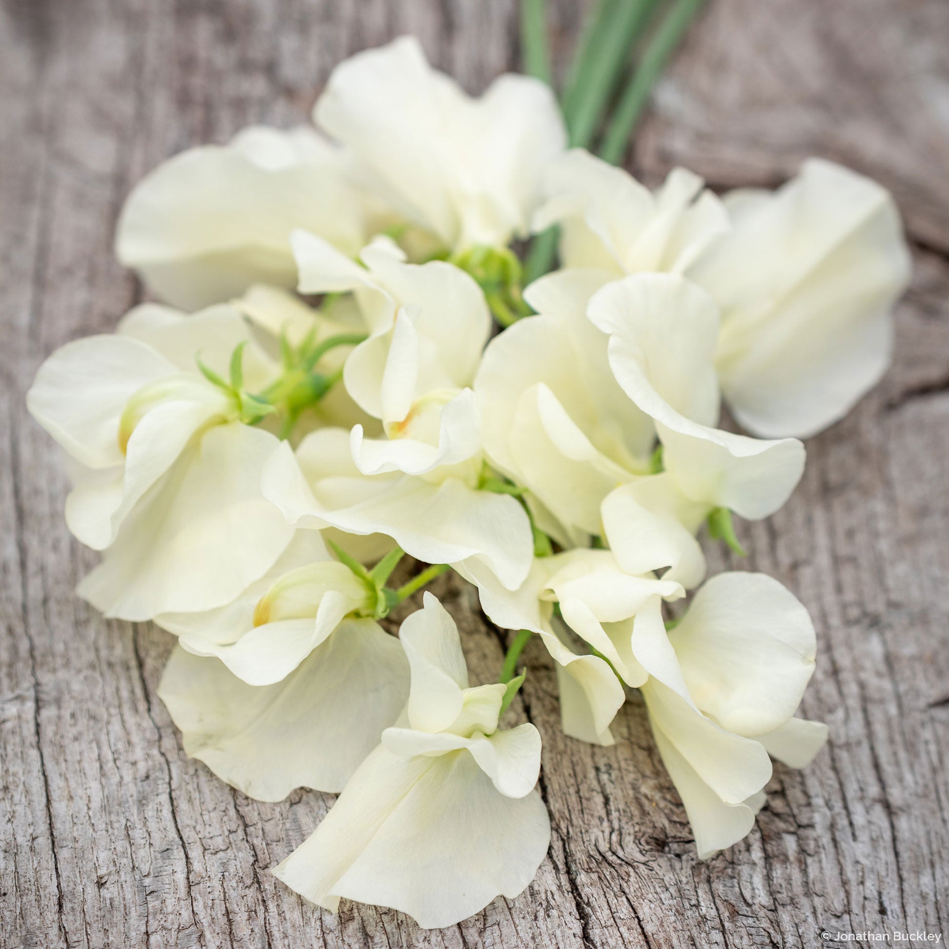 Sweet Pea 'Cathy'