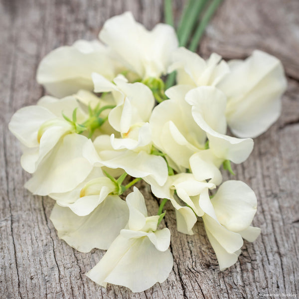 
    



Sweet Pea 'Cathy'
