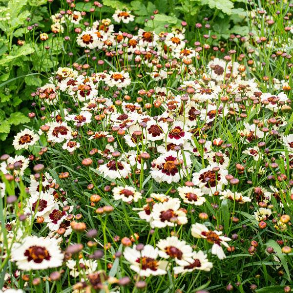 Coreopsis 'Corusco Cream-Red'