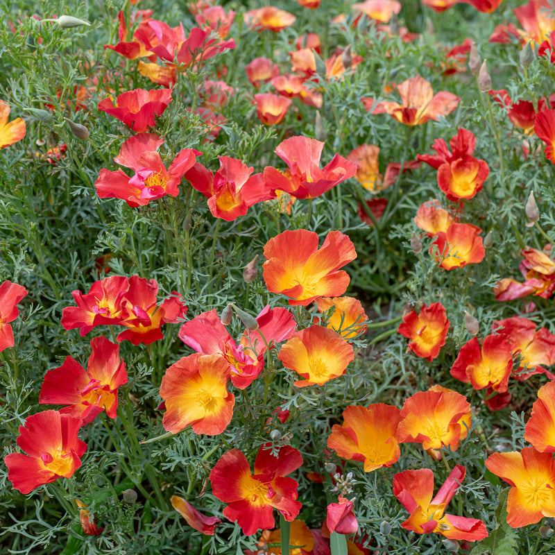 
  



California Poppy 'Strawberry Fields'
