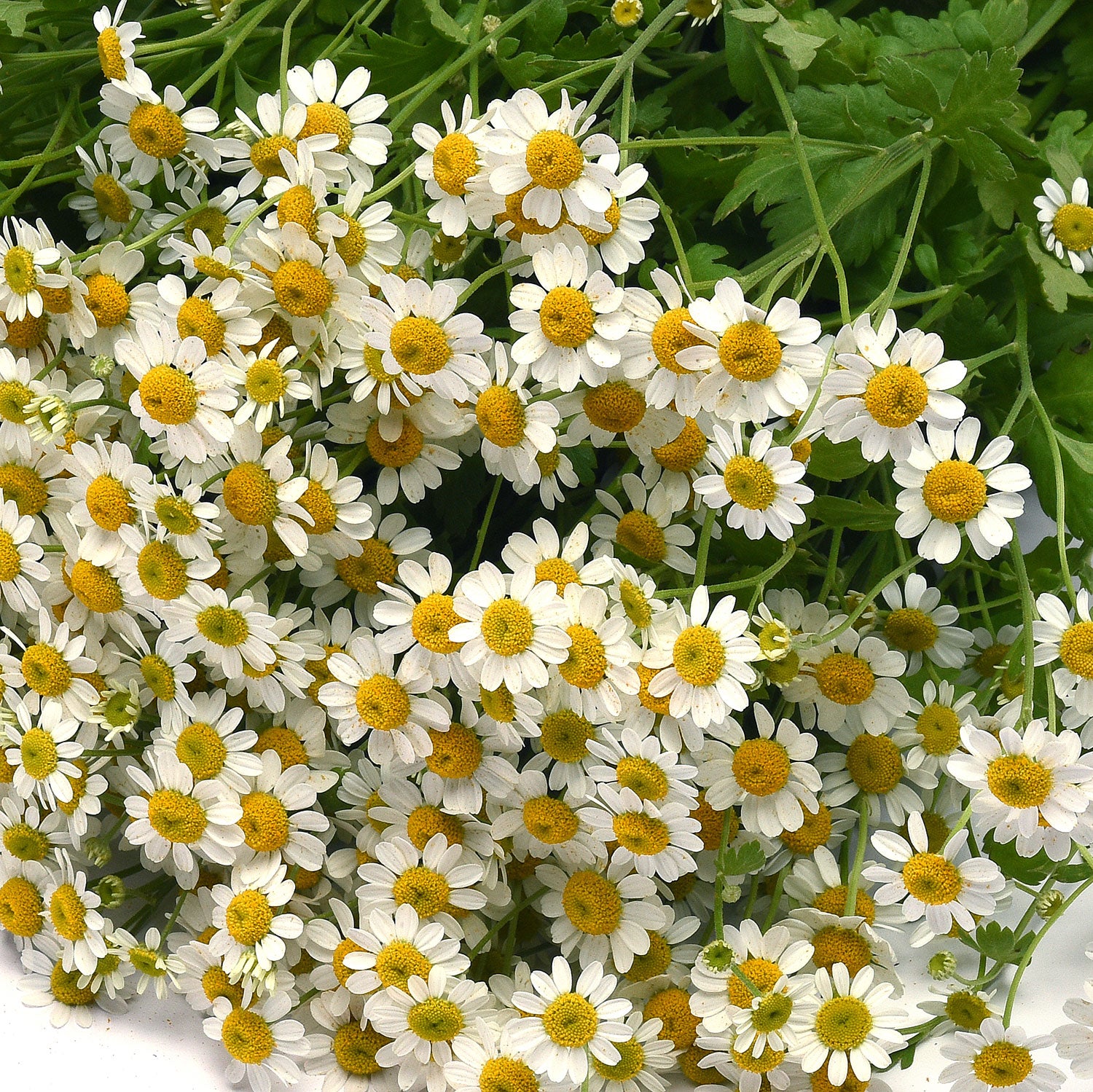 Feverfew 'Vegmo Single' - S2