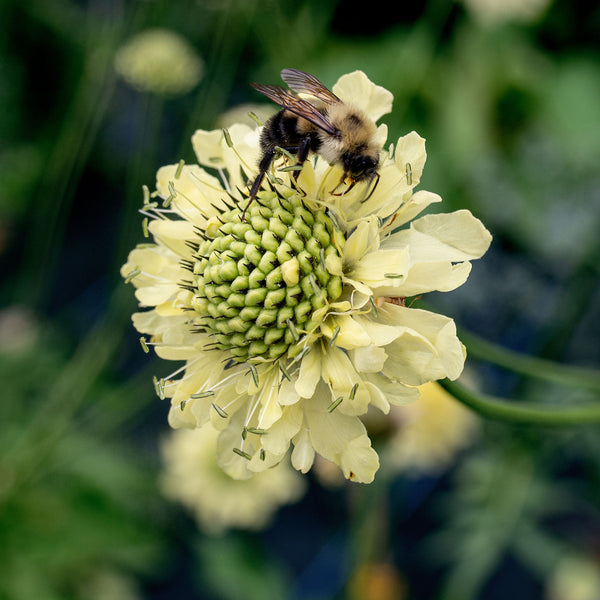 
    



Scabiosa 'Giant Yellow'
