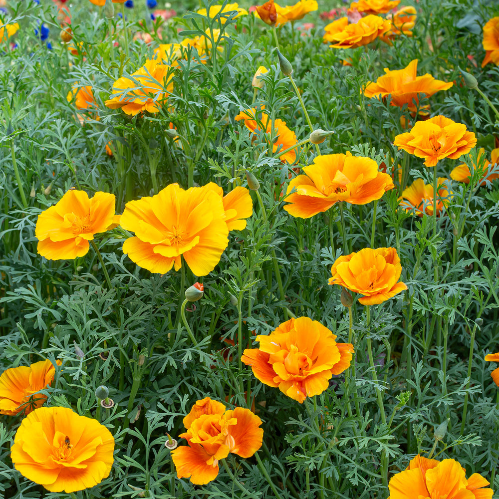 California Poppy 'Lady Marmalade'