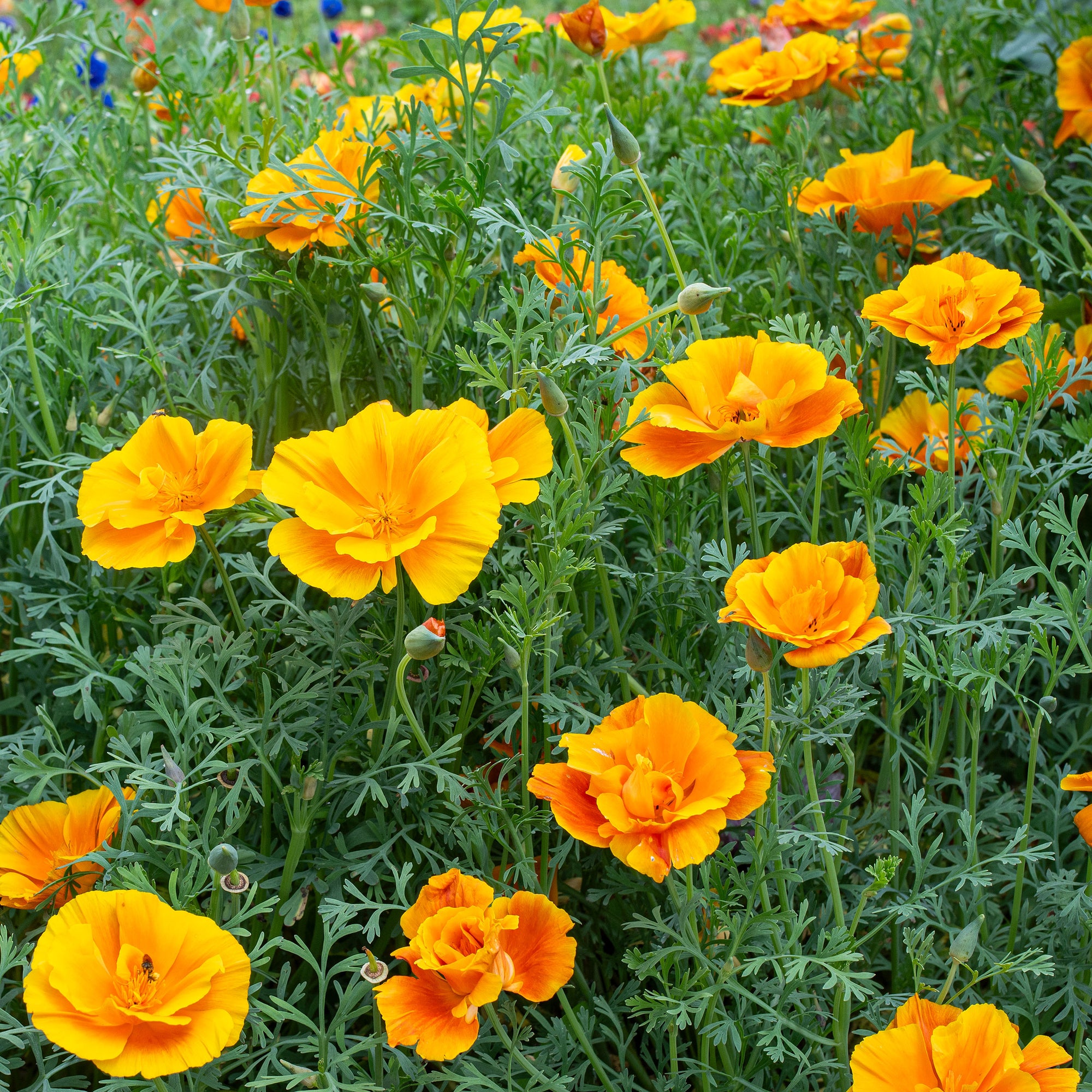California Poppy 'Lady Marmalade'