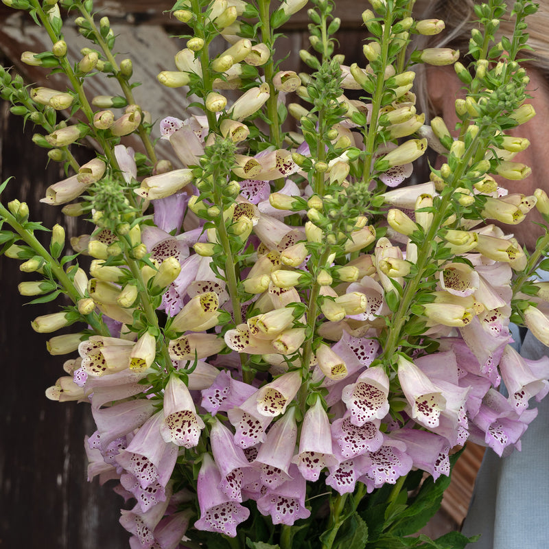 
  



Foxglove 'Camelot™ Lavender' F1
