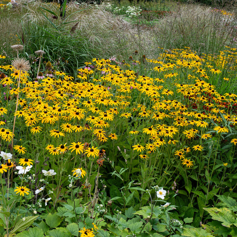 
  



Rudbeckia - Deam's Coneflower
