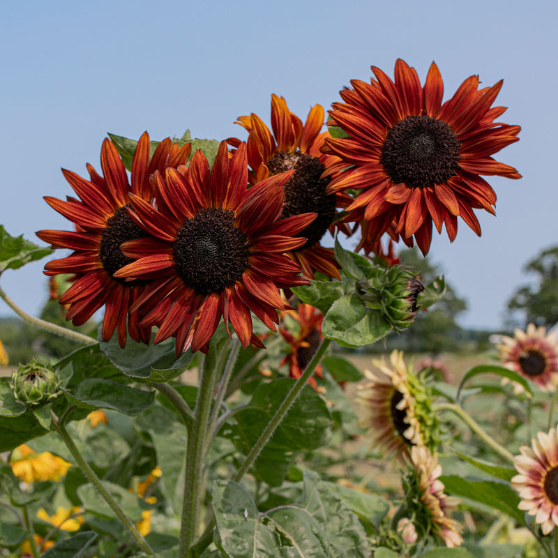 
  



Sunflower 'Terracotta' F1
