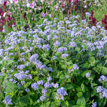 Ageratum 'Blue Bouquet'