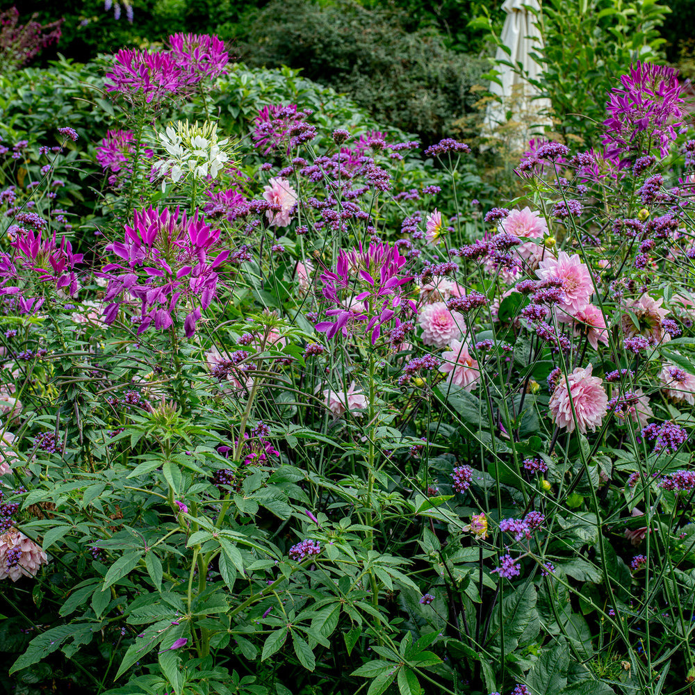 Cleome 'Violet Queen'
