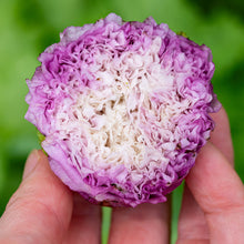 Poppy - Peony Mix