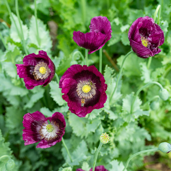 
    



Poppy 'Lauren's Grape' 

