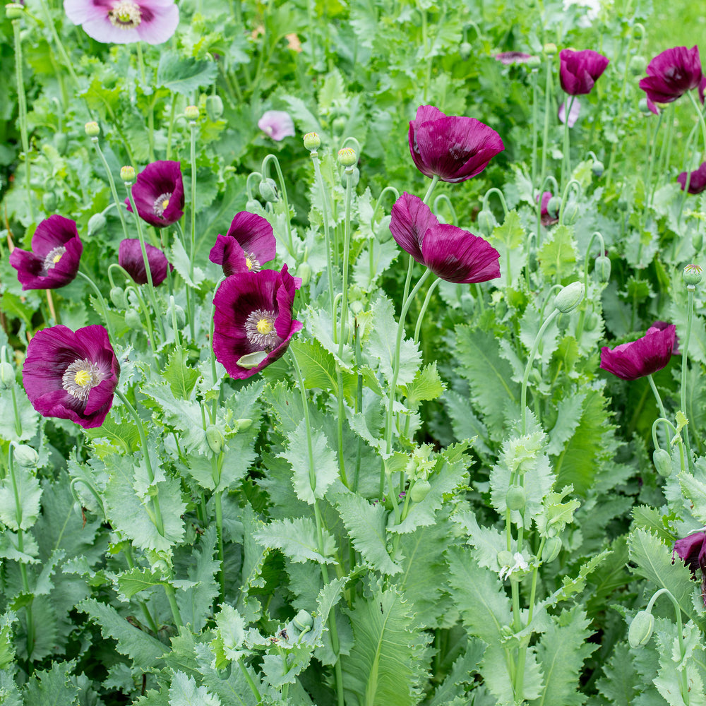 Poppy 'Lauren's Grape' - S2