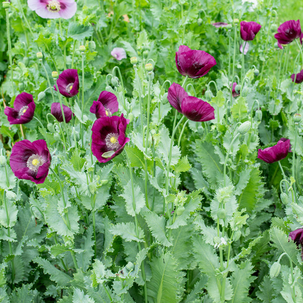 Poppy 'Lauren's Grape' - S2