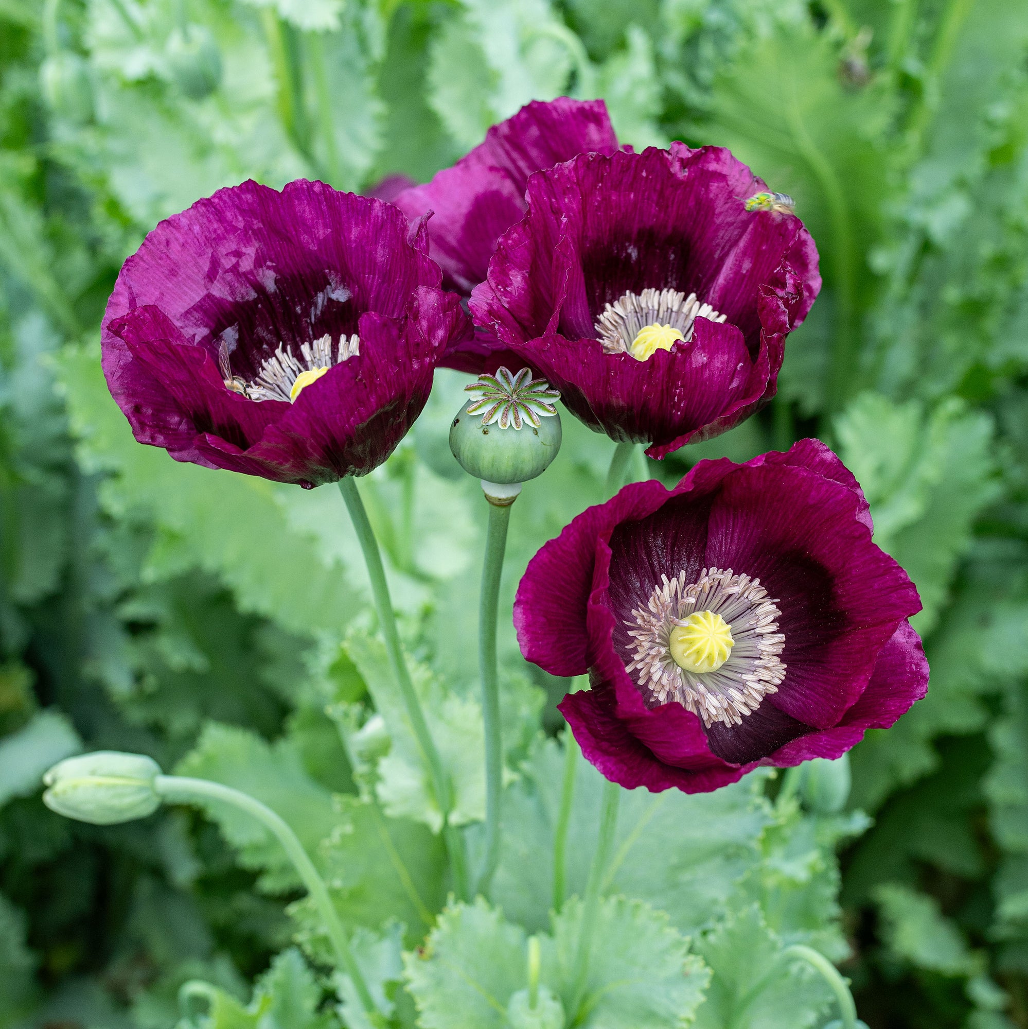 Poppy 'Lauren's Grape' - S2