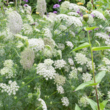 Ammi 'Green Mist'